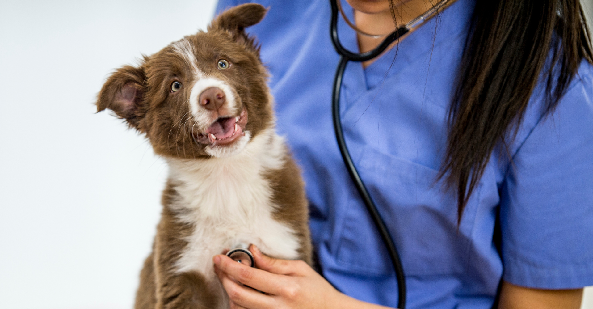 Clínica Veterinária